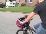 Emily The Cat Rides in a Bike Basket