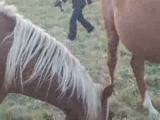 pouliches 28 sept 2009 2