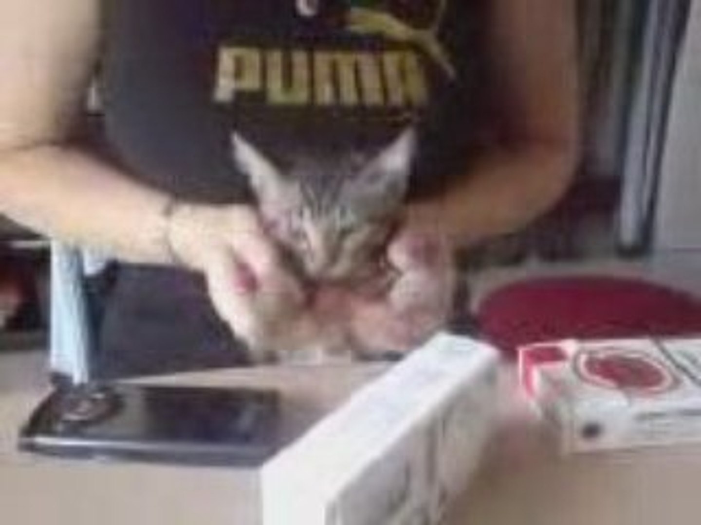 chat qui fait de la batterie - Vidéo Dailymotion