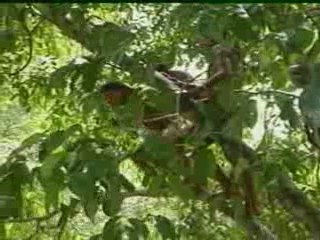 Sting urges us to issue SOS to save rainforests