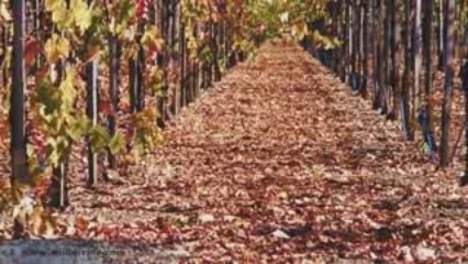 Journey into Fall Meditation