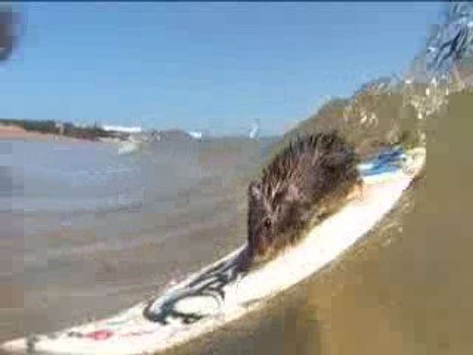 The Radical Rodents: The world's first surfing mice!