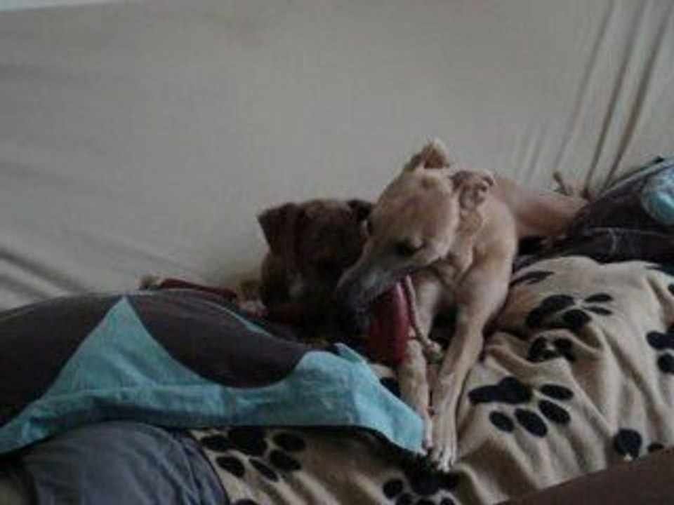 baston pour les saucisses en plastique