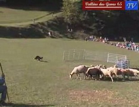 Jean-François Calmet, moniteur de chiens de bergers