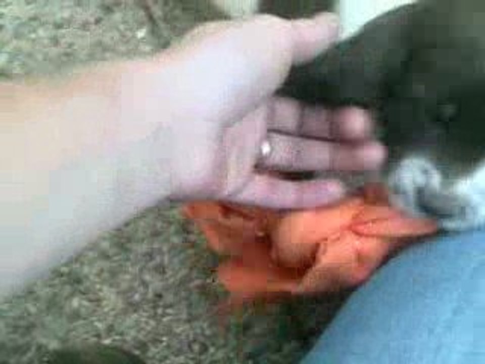 CHIOTS SPRINGER EN DELIRE !!!!