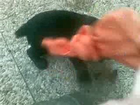 cocker anglais chiots en delire !!!