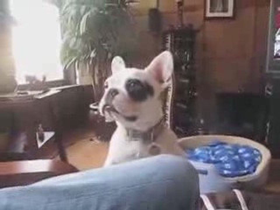Un chien mendiant humour