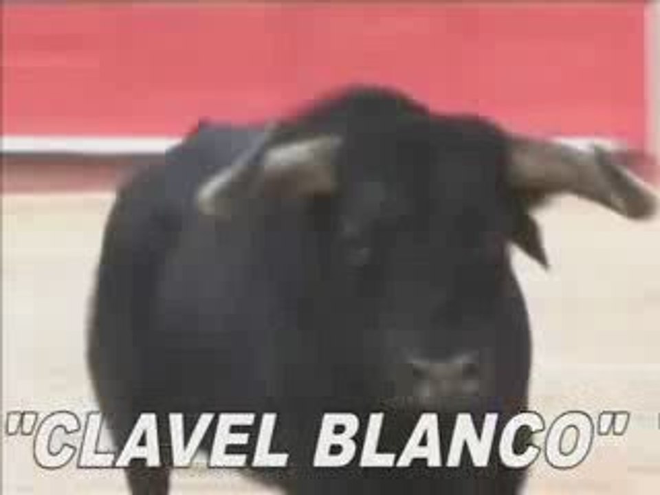 Clavel Blanco