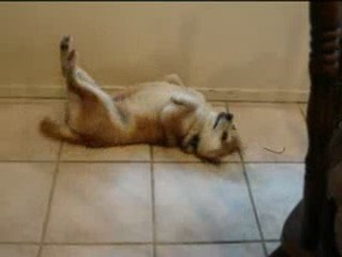 chien La danse orientale !! humour