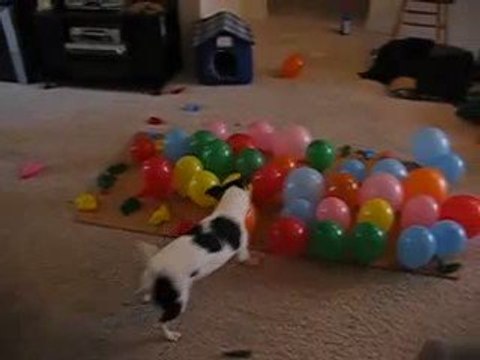 chien vs ballons humour