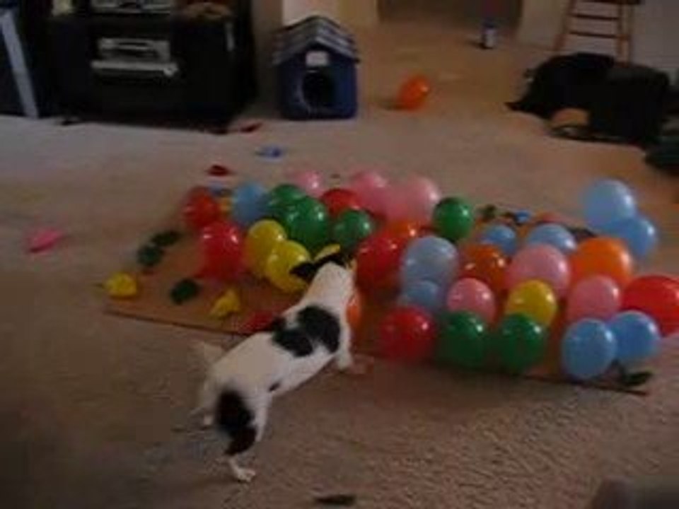 chien vs ballons humour