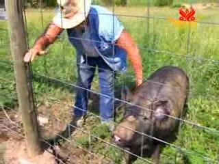 The Pig Preserve – Building a Peaceful Paradise for Pigs,