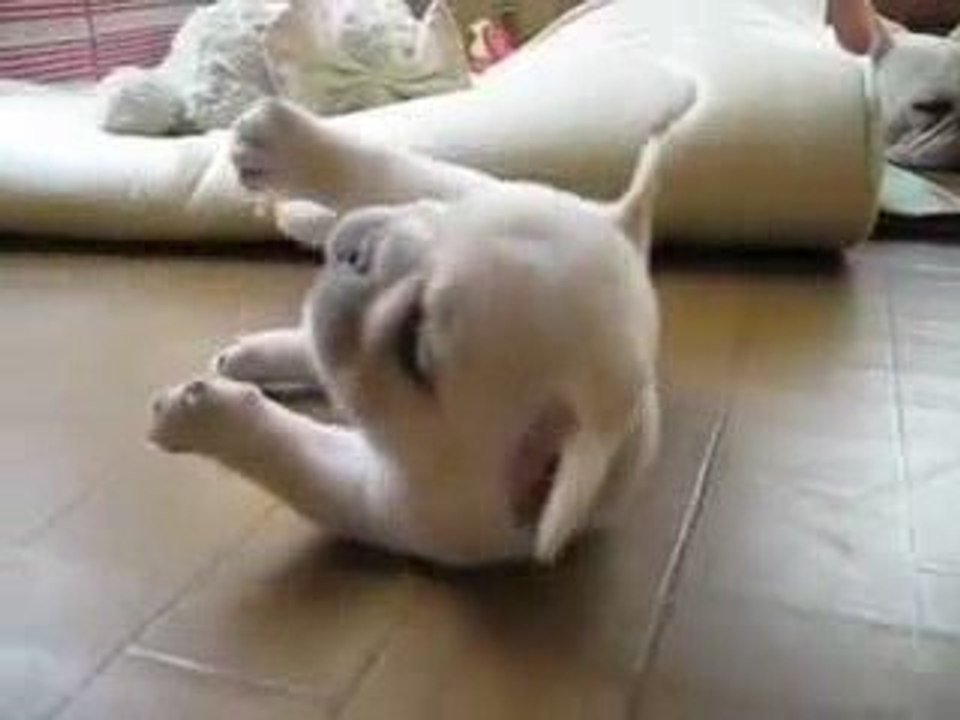 un ptit bulldog qui s'amuse :)
