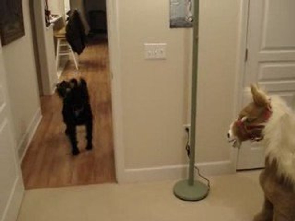 Un chien pas comme les autres