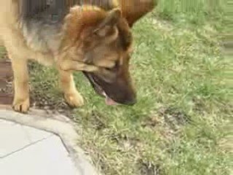 Un petit chat vs un chien ! humour