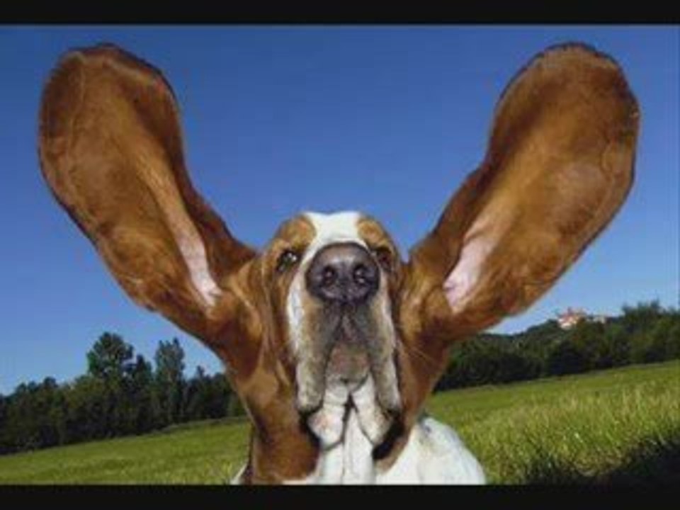 compilation humour chien