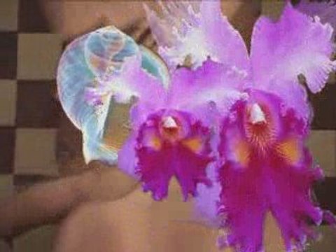 Orquideas-Orchids Promo 7º Festival Internacional de Morelia