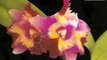 Uncut Orchids - Mari’s Song: A Perfect Cattleya Hybrid