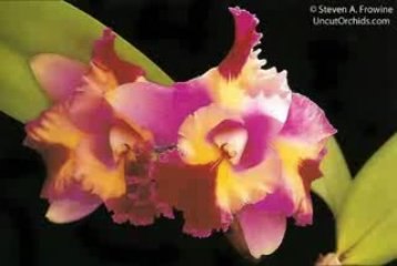 Uncut Orchids - Mari’s Song: A Perfect Cattleya Hybrid