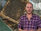 Government urged to research the health of bees