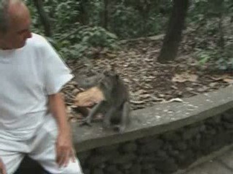 Un singe donne un coup de poing à un touriste !