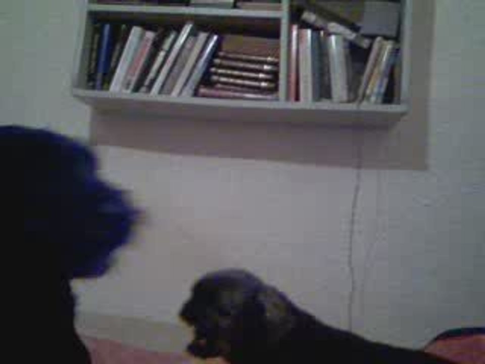 koko versus "the grinch"