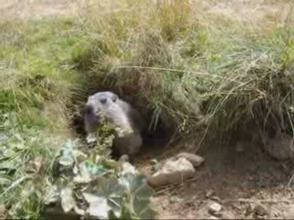 AU PAYS DES MARMOTTES