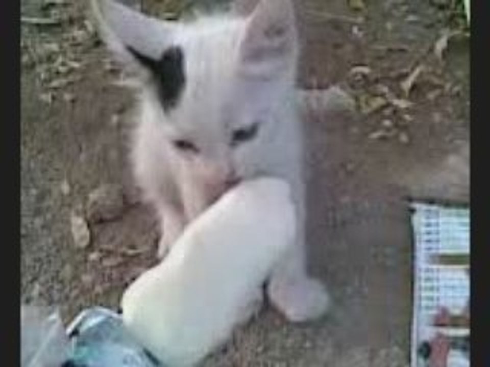 yavru kedi dondurma yiyor