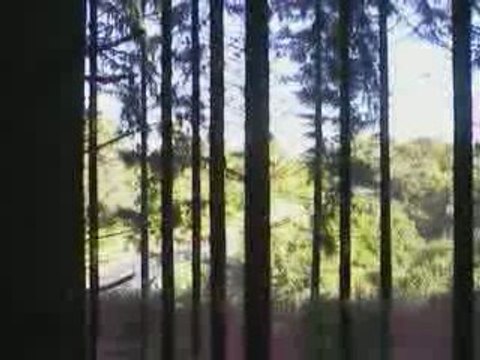 Massif du Sancy: Bois d'Epicéas