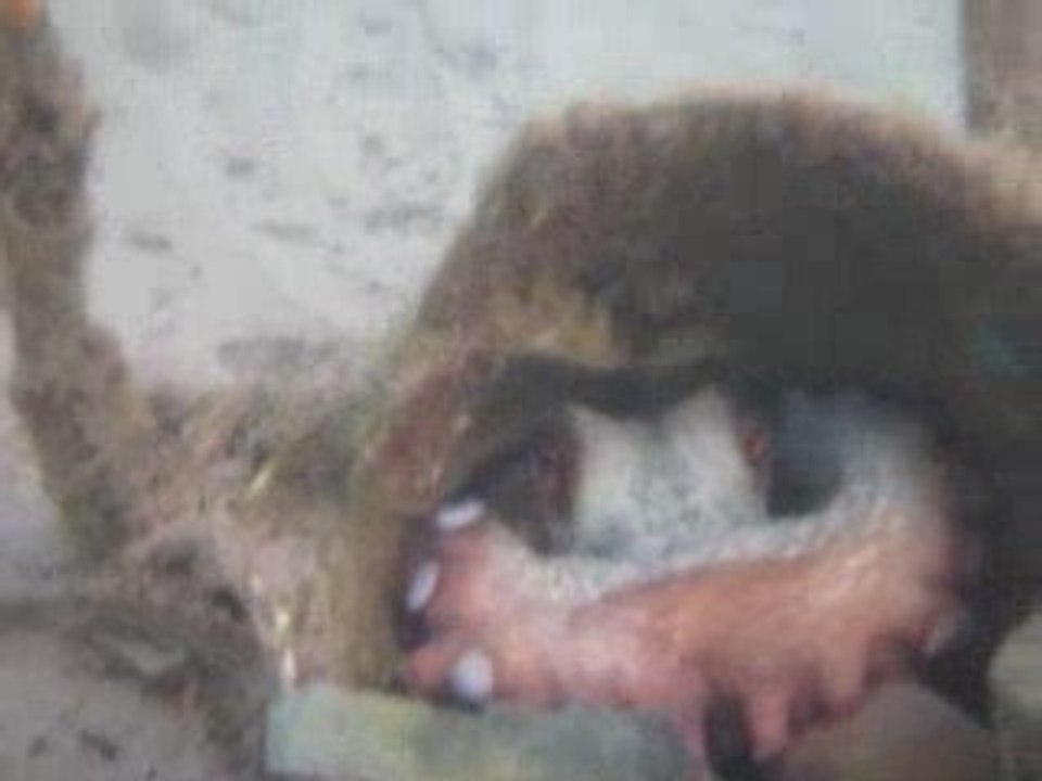 Karl, parent de Ben le Poulpe