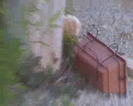 Elevage du Canal de Lunel Epagneul breton herault 34