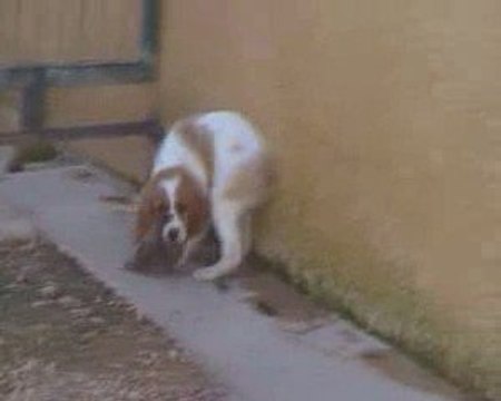 Elevage du Canal de Lunel Epagneul breton herault 34