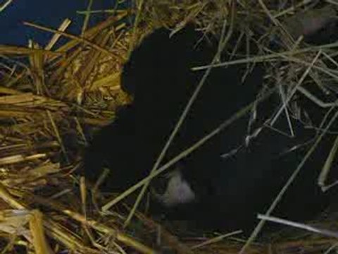 mes bébés chonchons