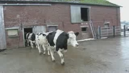 Le maroilles, star du Ch'ti business