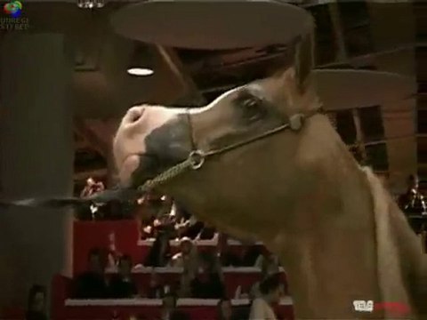 Championnat du Monde du Cheval Arabe