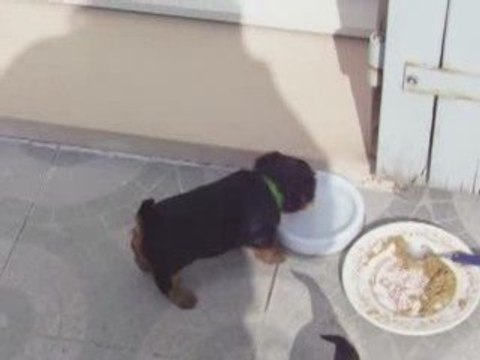 mes bébés d' AMOUR