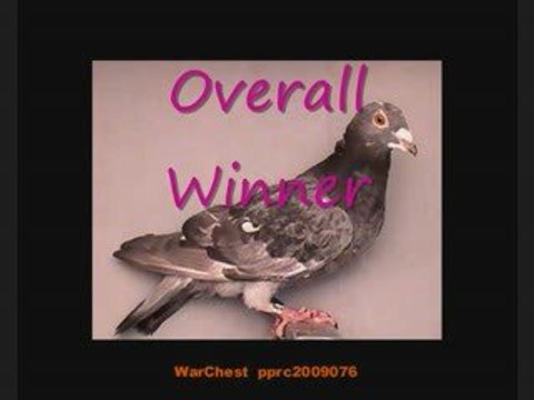 Pigeon Pal's Daily Racing Club 78 Before MORE Rain