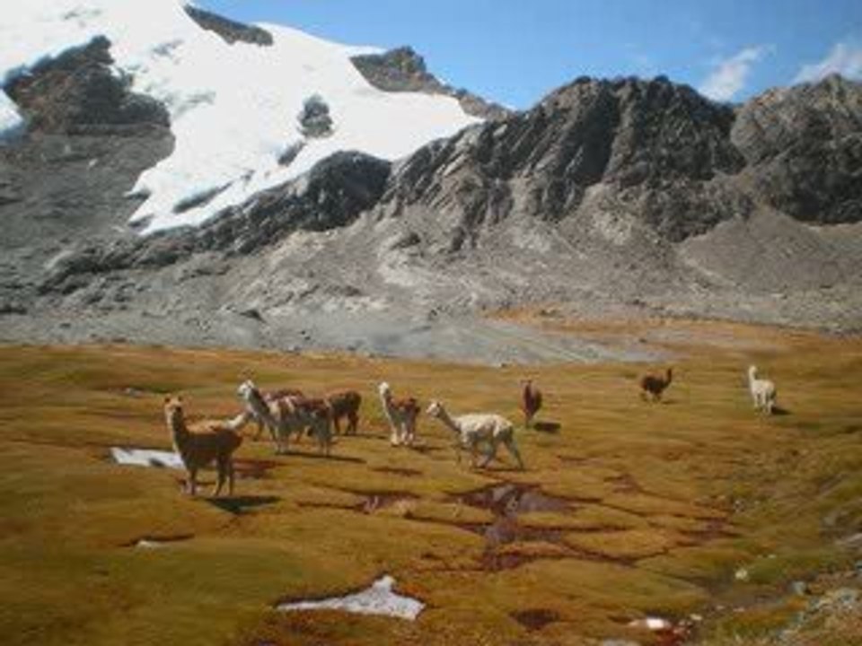 les lamas