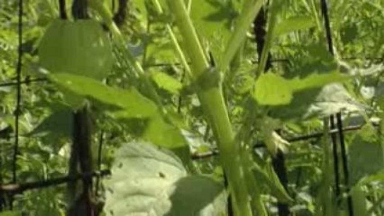 Ryder Farm