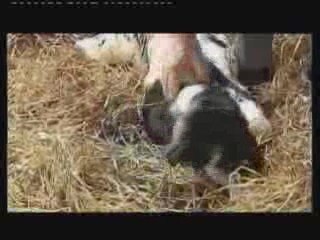 Veau vivant à 2 têtes en Belgique