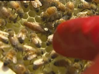 Liam Gallagher battles to save bees!