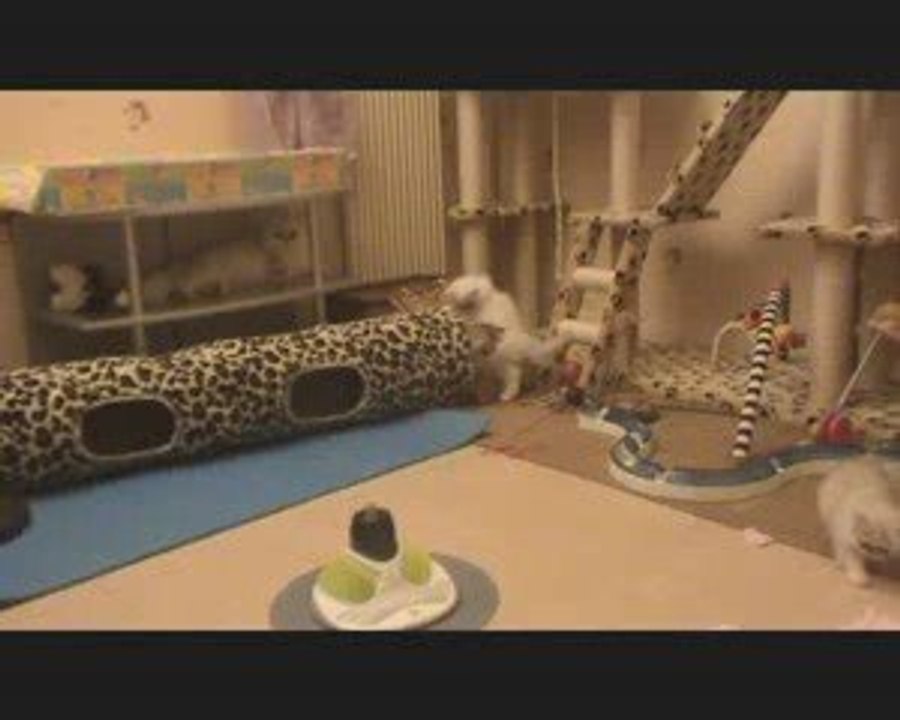 CHATON PESAN CHINCHILLA