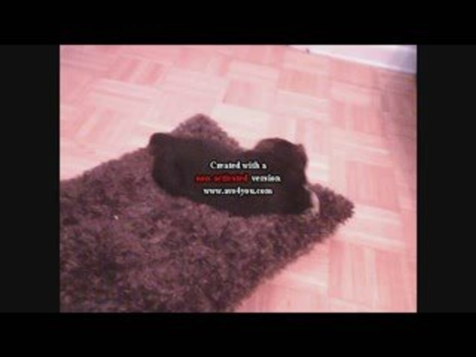 chien2009