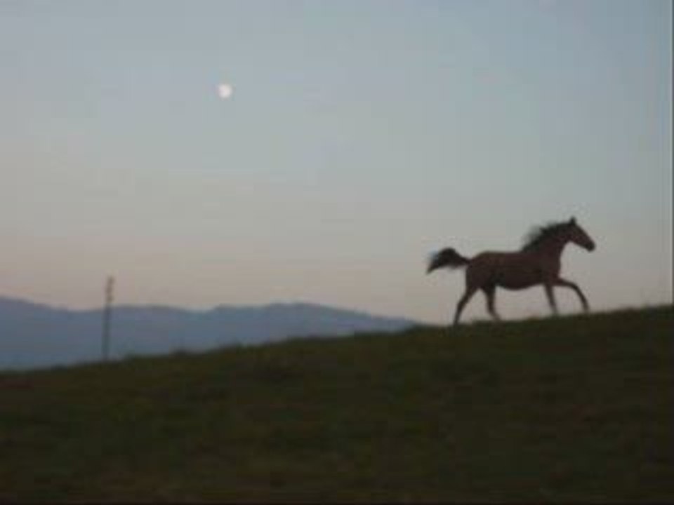 Mes chevaux au clair de lune