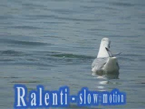 Mouettes rieuses : harcèlemement sur Foulques macroules