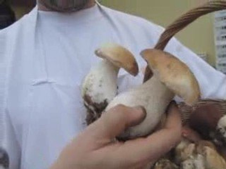 Funghi porcini IGP di  Borgotaro 2-10-2009