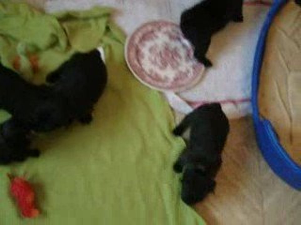 les petits chiens