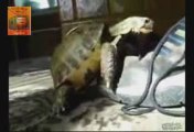 Ayakkabı ile çiftleşen kaplumbağa