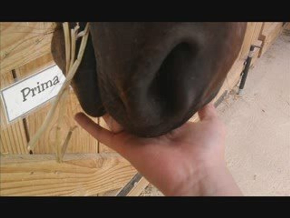 Prima (L)