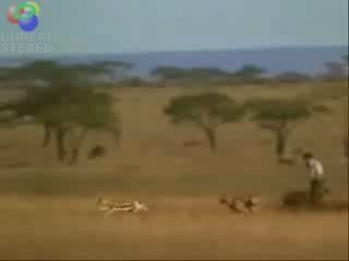 Adam çita yı koşarak geçiyor